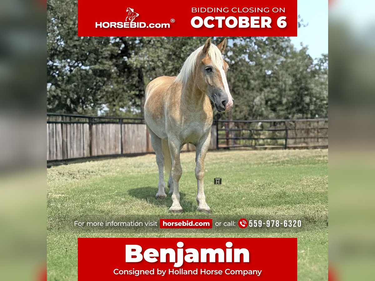 Draft Horse Mix Castrone 3 Anni 155 cm Sauro ciliegia in Jacksboro,TX