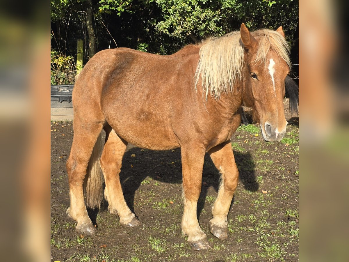 Draft Horse Castrone 3 Anni 165 cm Baio in Amiens