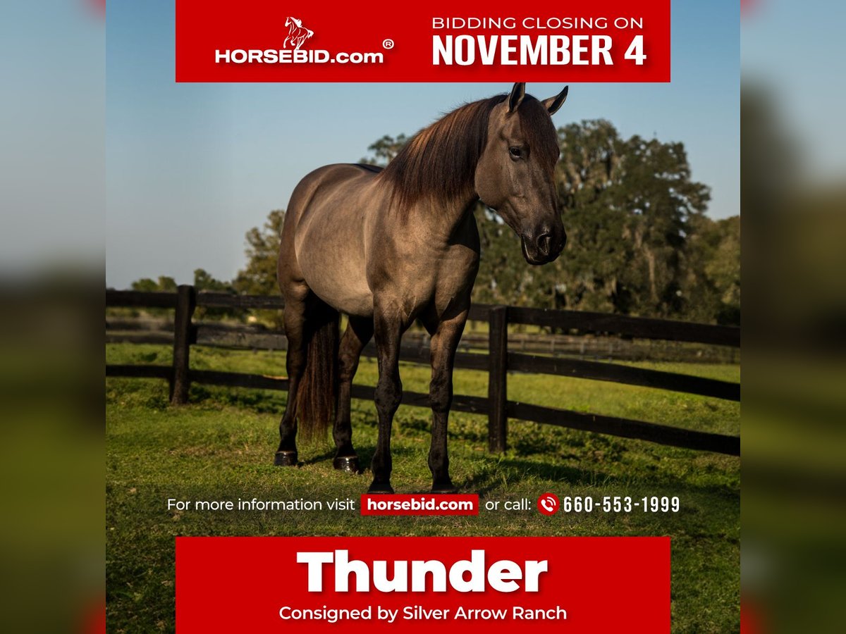 Draft Horse Mix Castrone 4 Anni 160 cm Grullo in Ocala, FL