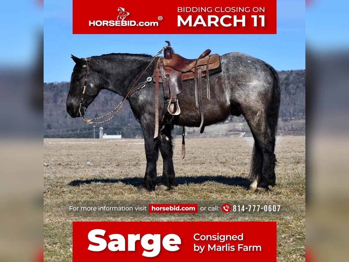 Draft Horse Mix Castrone 4 Anni 163 cm Roano blu in Rebersburg, PA