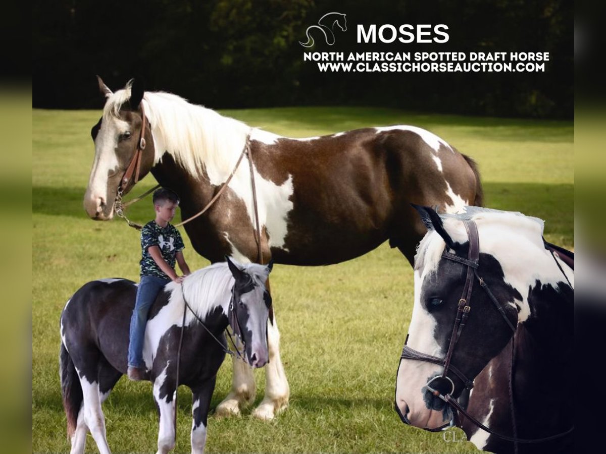 Draft Horse Castrone 4 Anni 163 cm Tobiano-tutti i colori in Auburn, KY