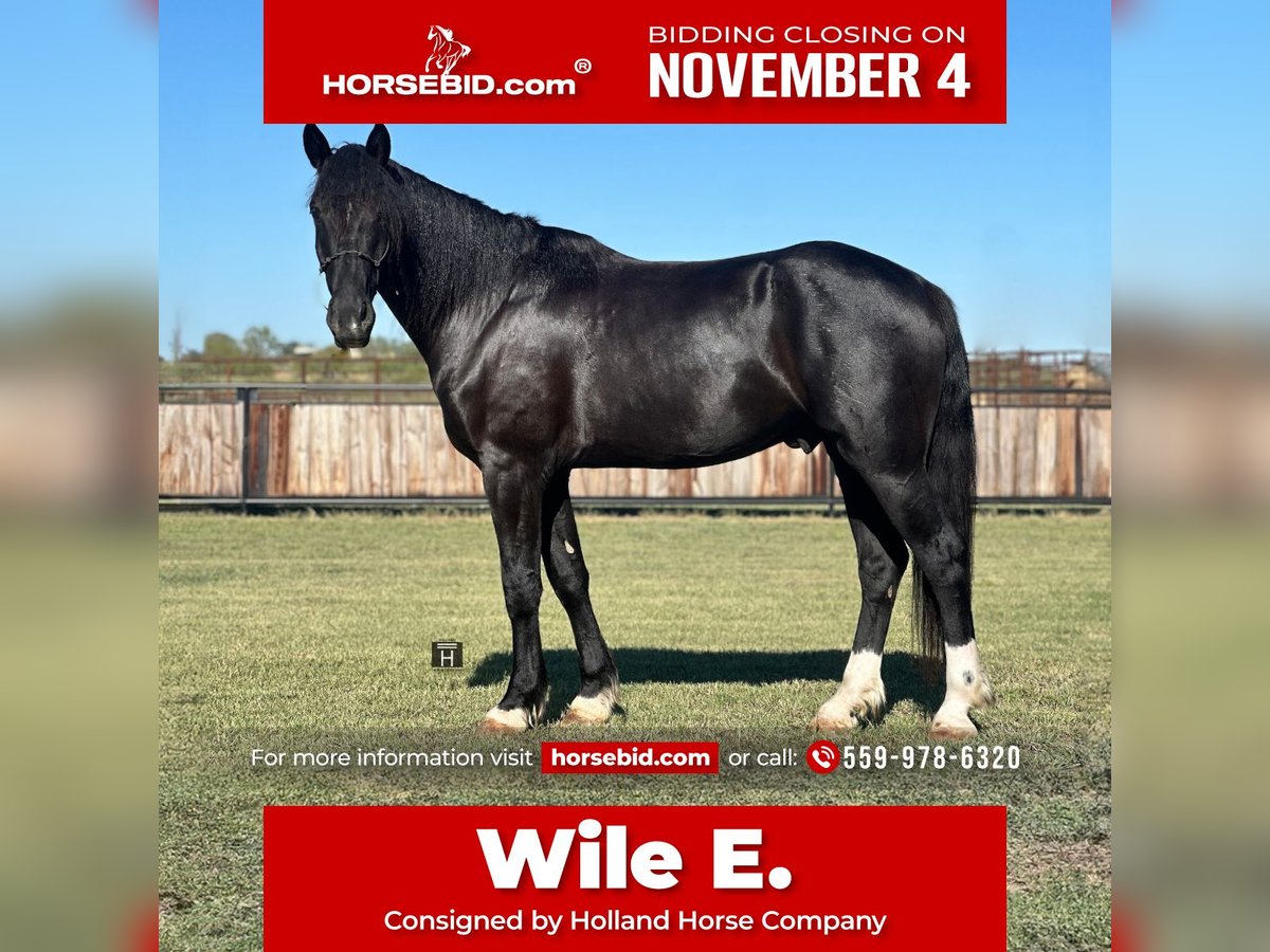 Draft Horse Mix Castrone 4 Anni 165 cm Morello in Jacksboro