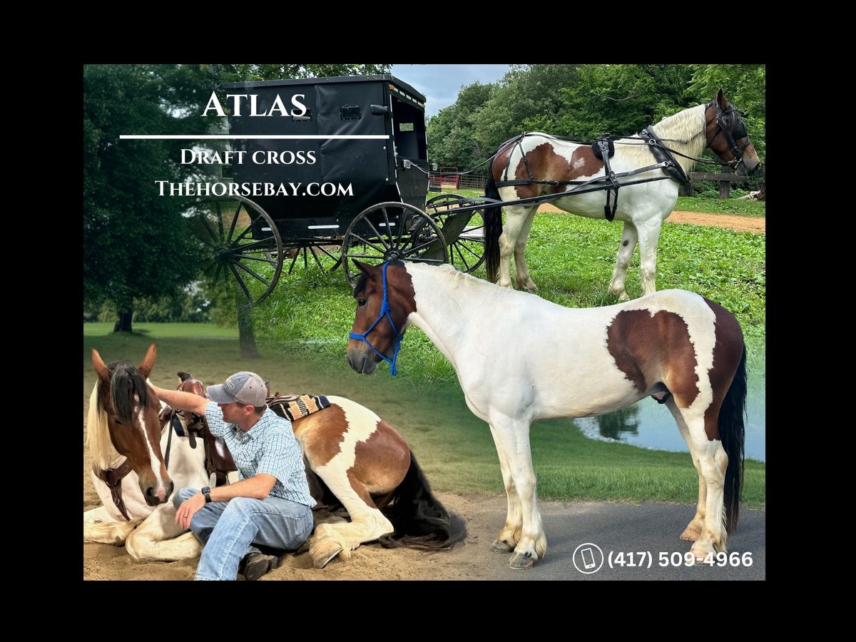 Draft Horse Mix Castrone 4 Anni 165 cm Tobiano-tutti i colori in Cunningham, KY