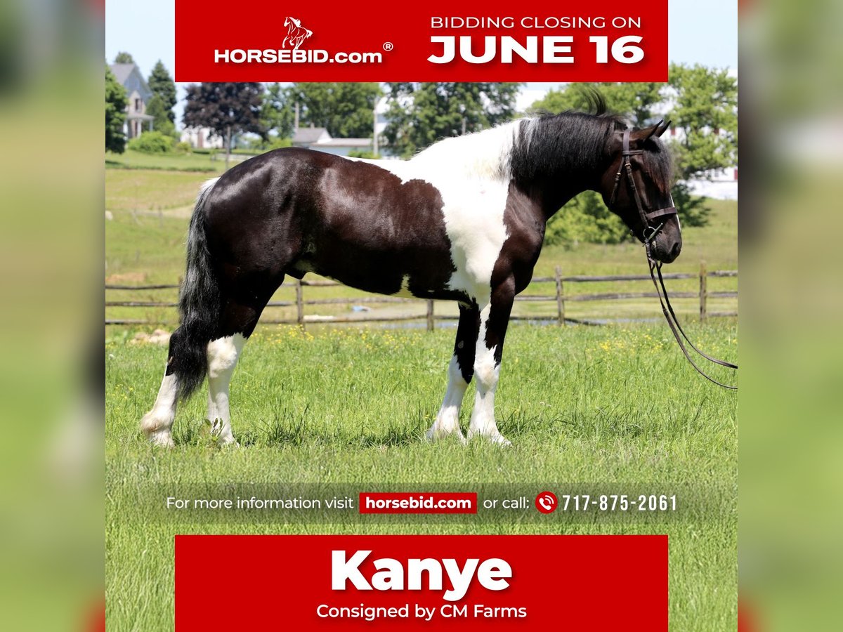 Draft Horse Mix Castrone 4 Anni 168 cm in Gap, PA