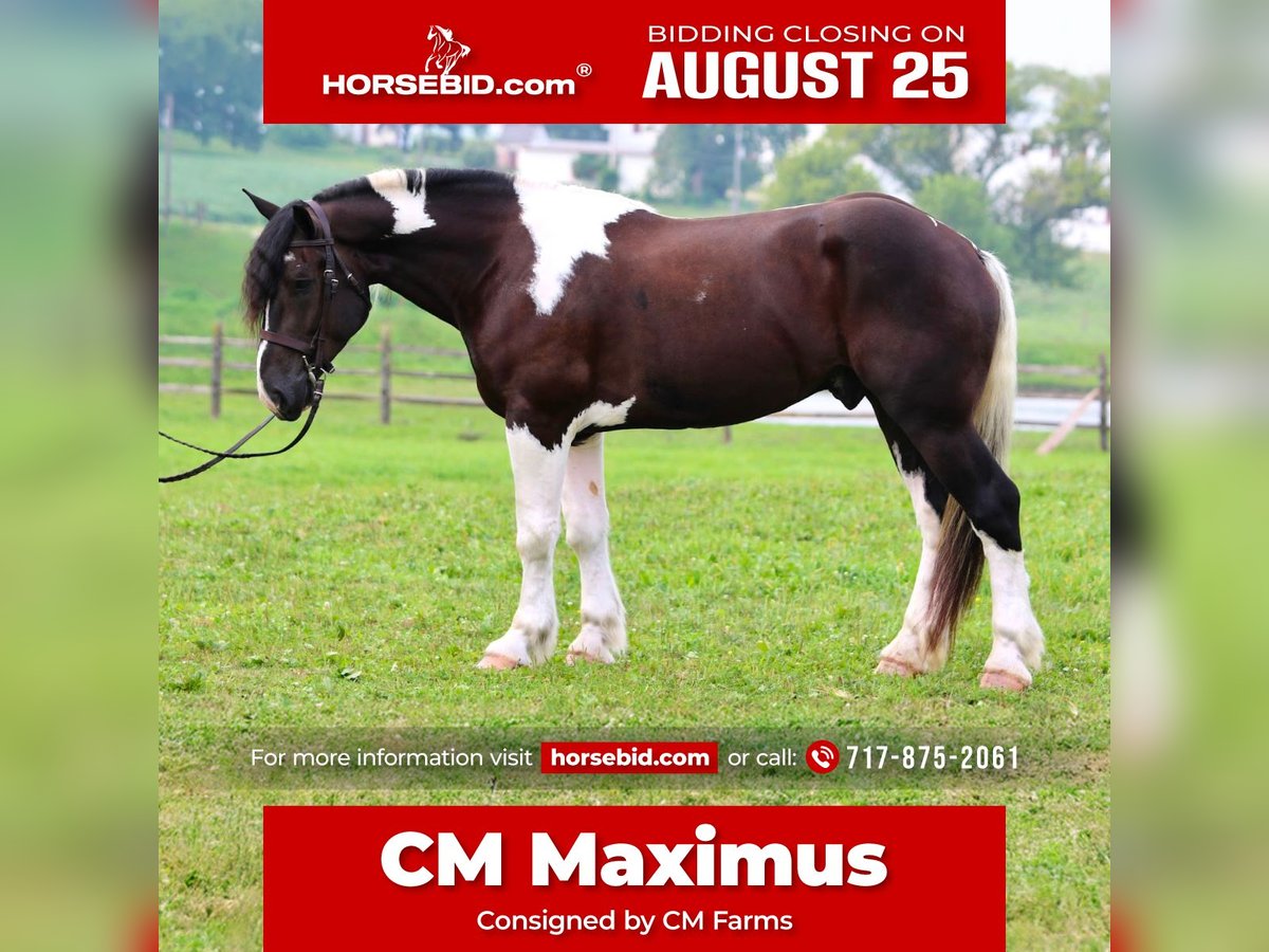 Draft Horse Mix Castrone 4 Anni 168 cm Pezzato in Gap