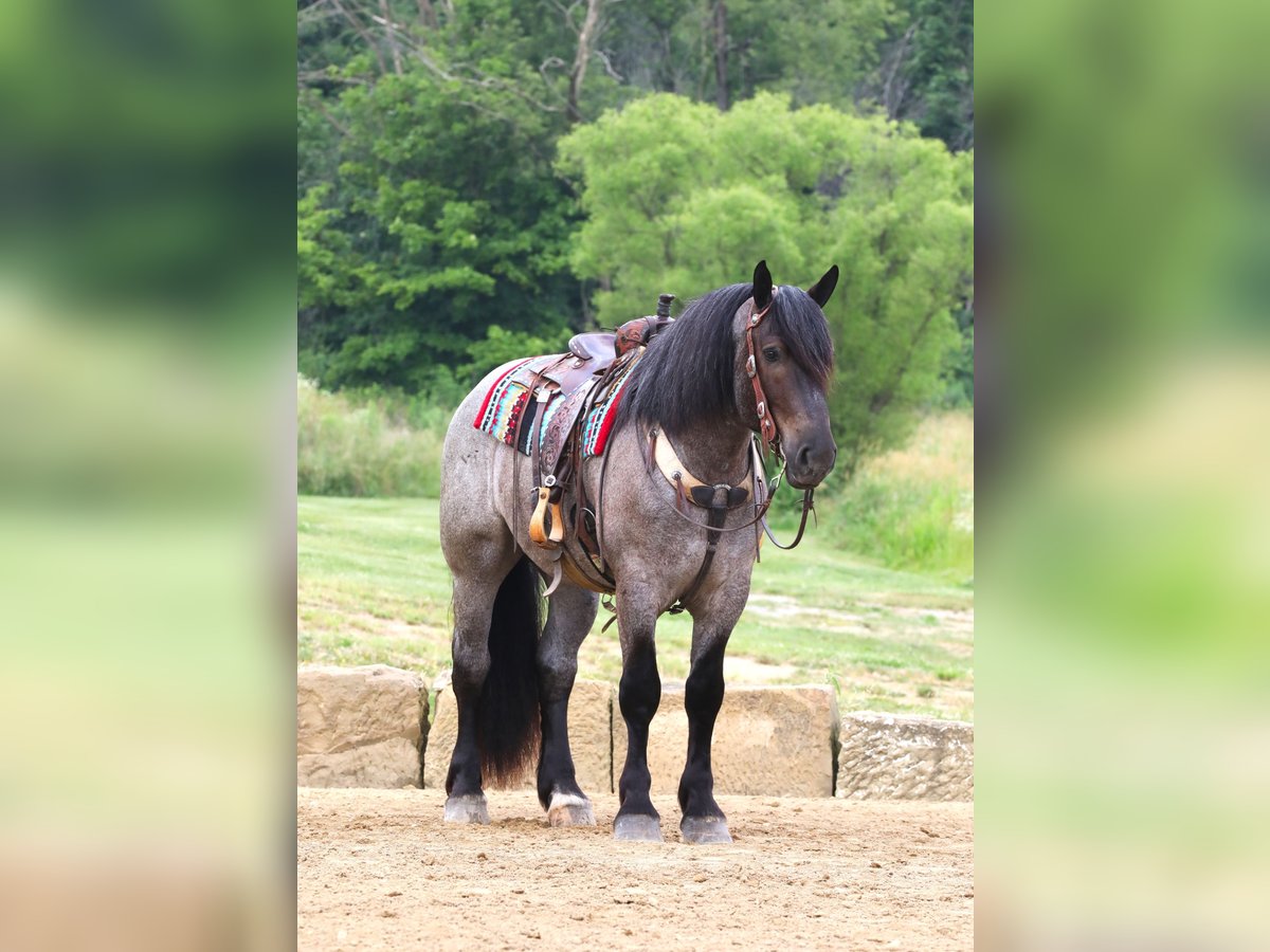 Draft Horse Mix Castrone 4 Anni 170 cm Roano blu in Millersburg