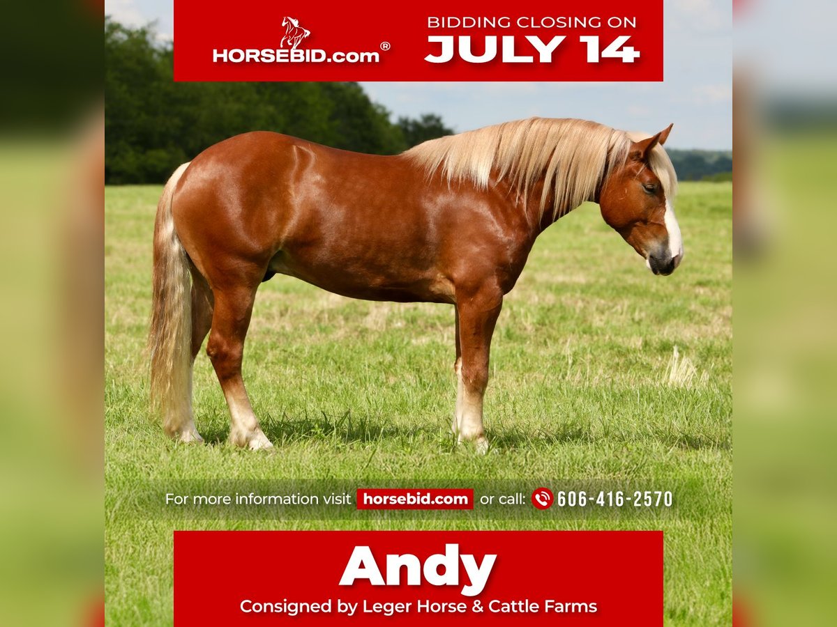 Draft Horse Mix Castrone 5 Anni 157 cm in Crab Orchard, KY