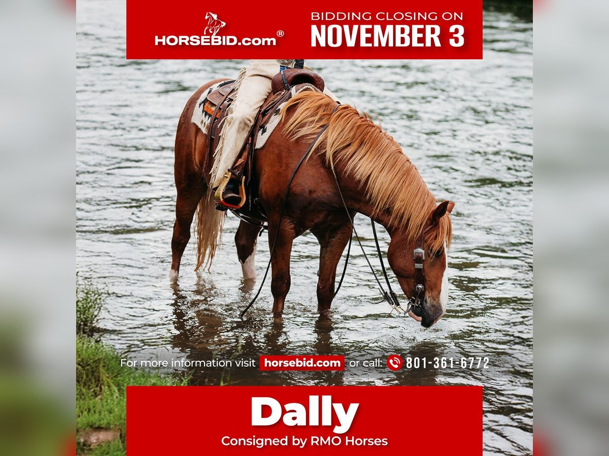 Draft Horse Mix Castrone 5 Anni 160 cm Sauro ciliegia in Heber City