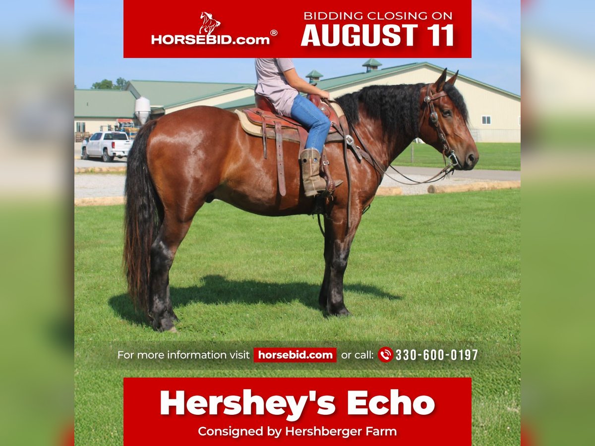 Draft Horse Mix Castrone 5 Anni 163 cm Baio ciliegia in Millersburg, OH
