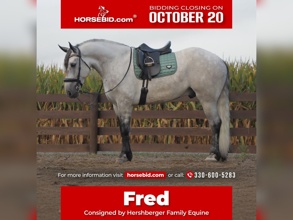 Draft Horse Mix Castrone 5 Anni 163 cm Grigio in Sugarcreek