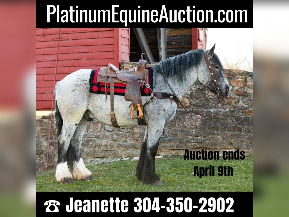 Draft Horse Castrone 5 Anni 163 cm Roano blu in THurmont MD