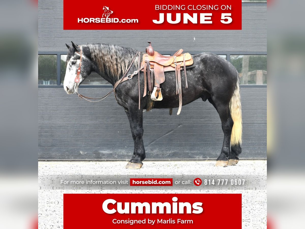Draft Horse Mix Castrone 5 Anni Grigio in Rebersburg, PA