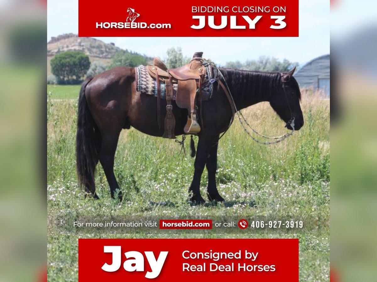 Draft Horse Mix Castrone 5 Anni Morello in Joliet, MT