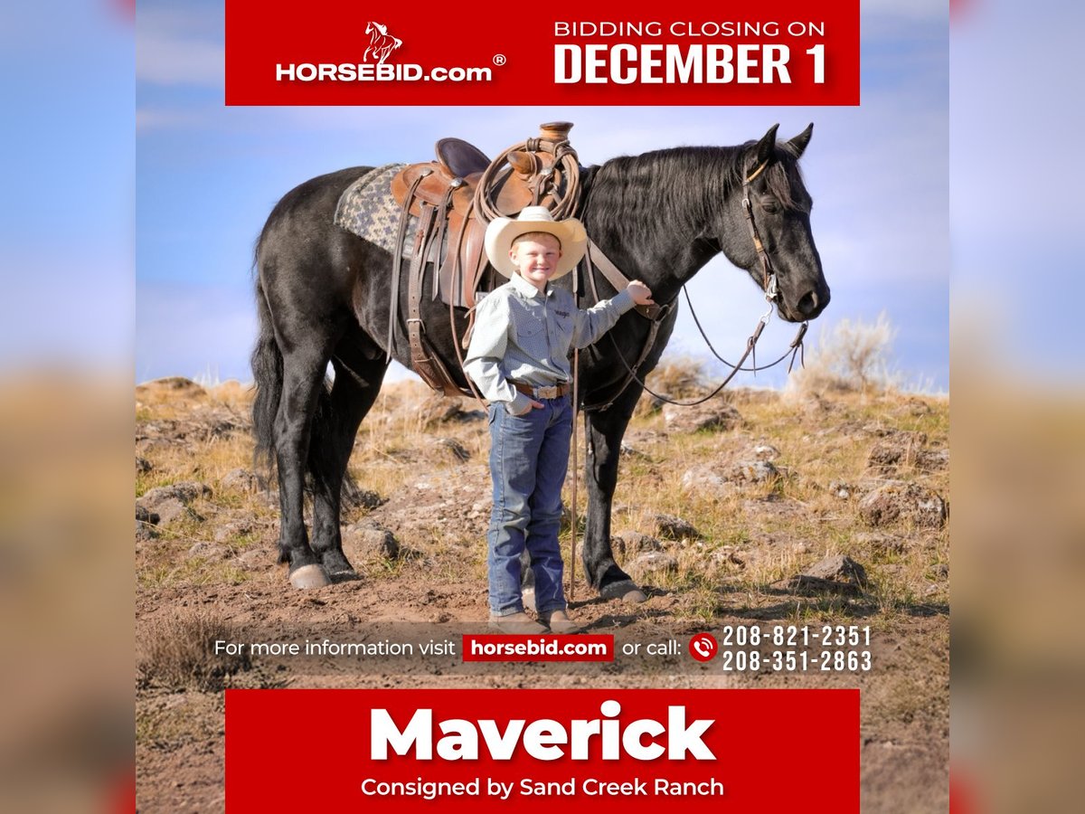 Draft Horse Mix Castrone 6 Anni 150 cm Morello in Saint Anthony