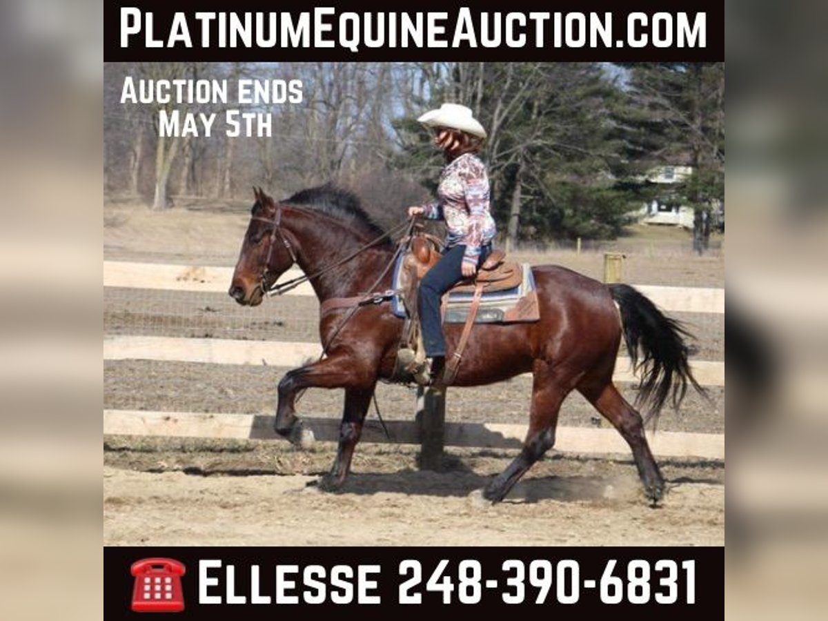 Draft Horse Castrone 6 Anni 157 cm Baio ciliegia in Howell, MI