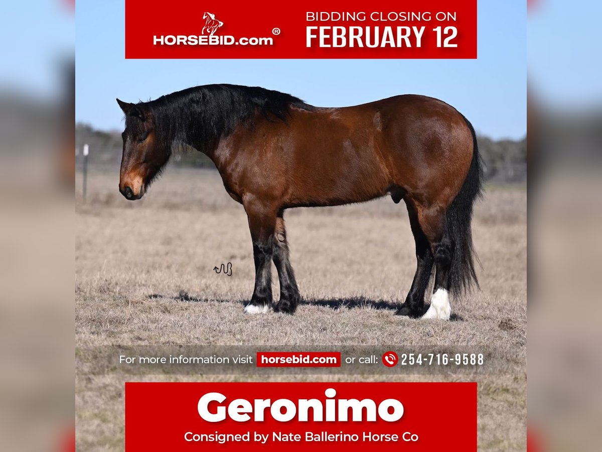 Draft Horse Mix Castrone 6 Anni 163 cm Baio ciliegia in Waco