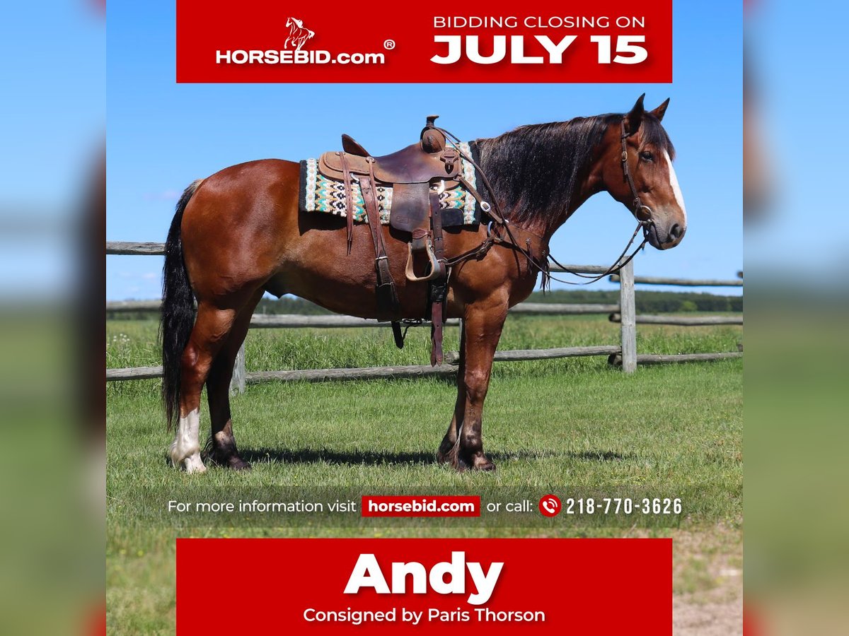 Draft Horse Mix Castrone 6 Anni 163 cm Baio ciliegia in Fergus Falls