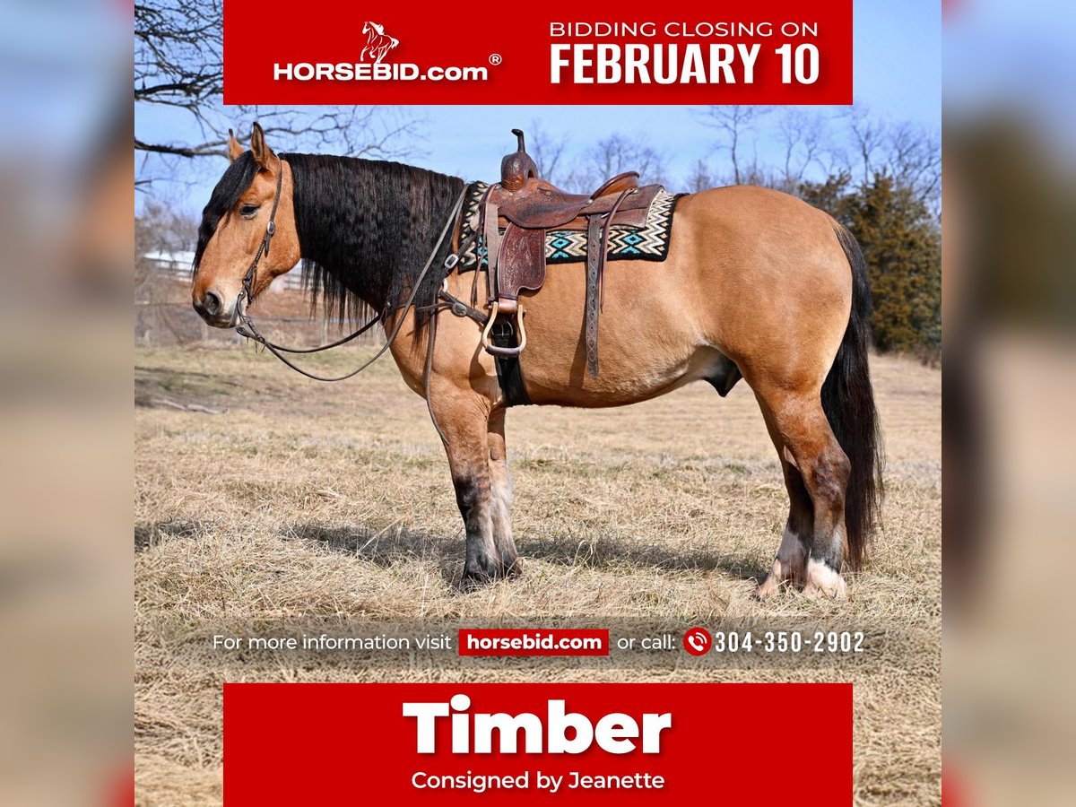 Draft Horse Mix Castrone 6 Anni 163 cm Falbo in Thurmont, MD