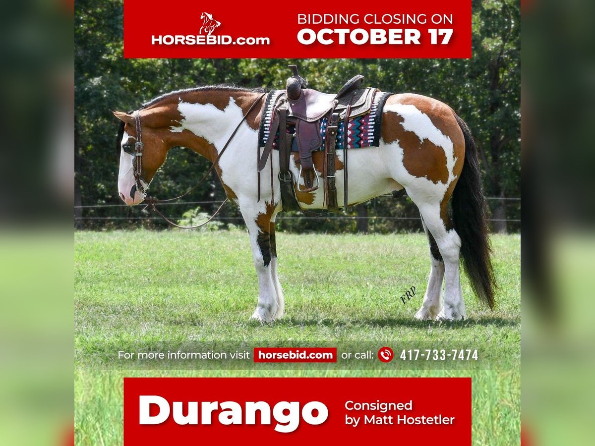 Draft Horse Mix Castrone 6 Anni 163 cm in Buffalo, MO