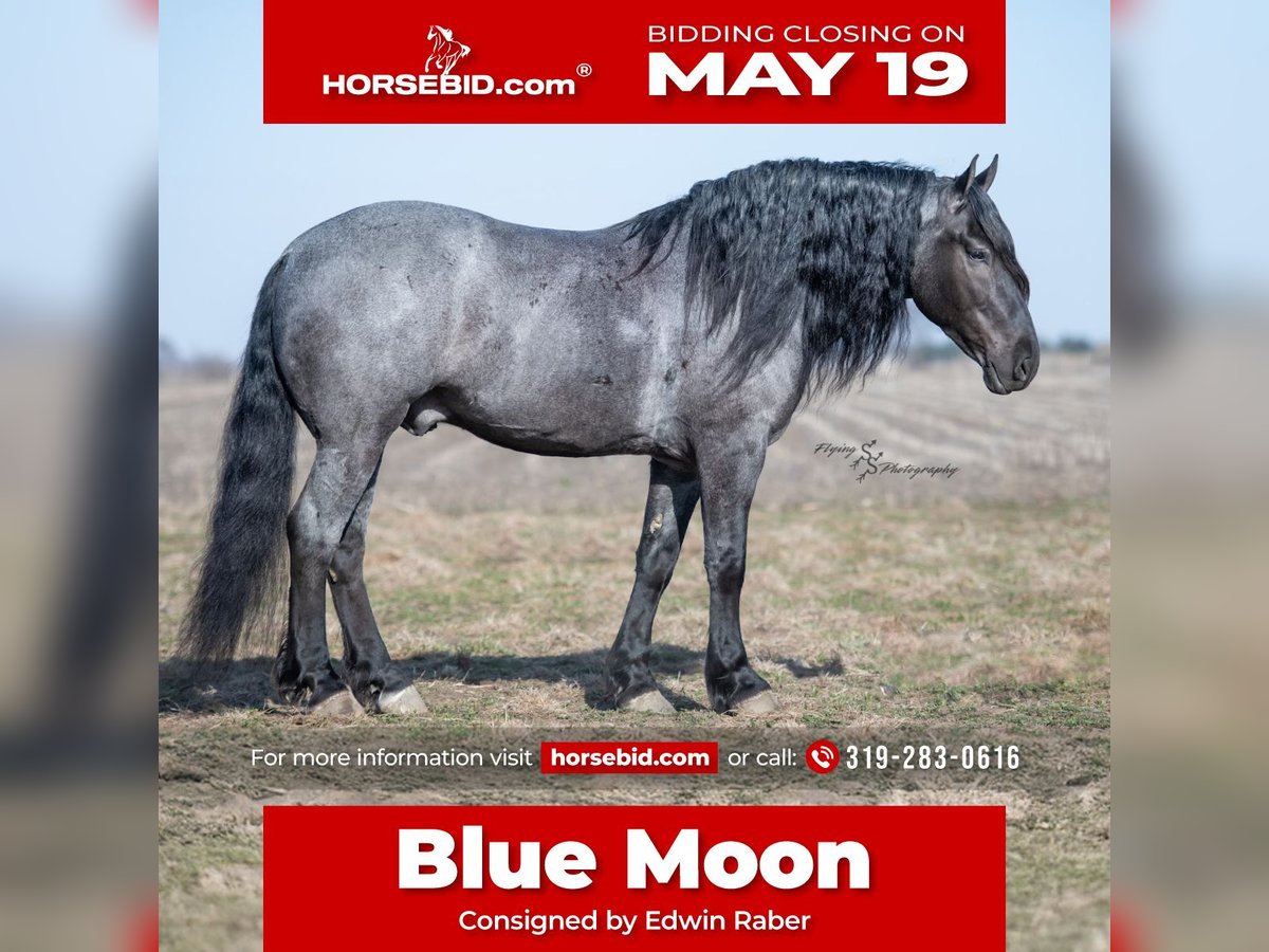 Draft Horse Castrone 6 Anni 165 cm Roano blu in Fairbank, IA