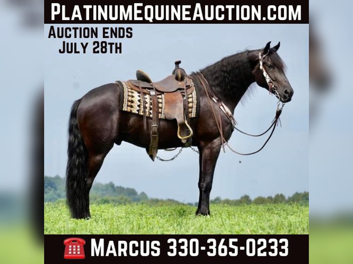 Draft Horse Castrone 6 Anni 168 cm in Fresno, OH