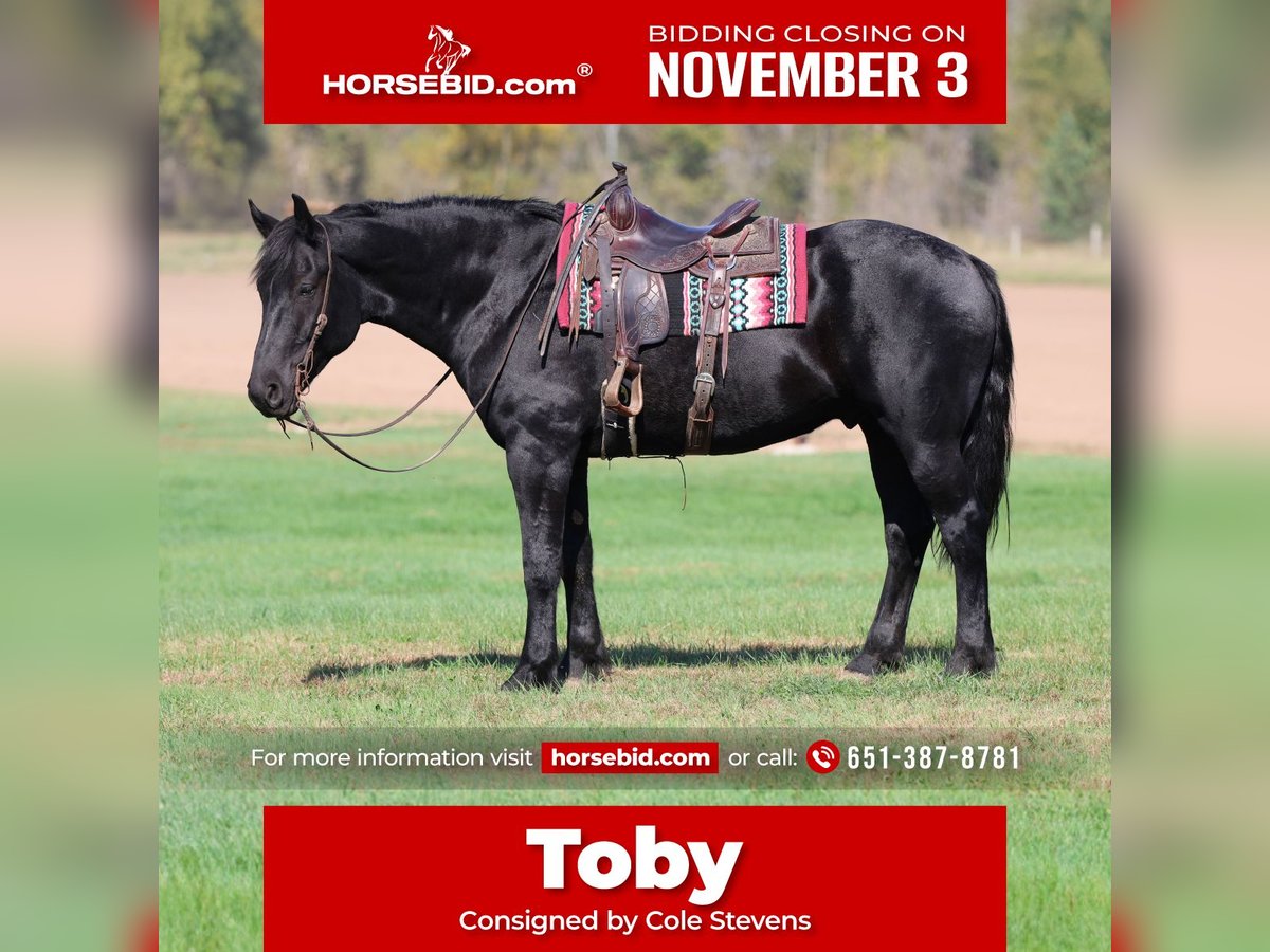 Draft Horse Mix Castrone 6 Anni 170 cm Morello in River Falls Draft Horse Mix Castrone 6 Anni 170 cm Morello in River Falls