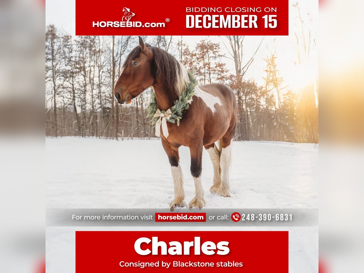 Draft Horse Mix Castrone 6 Anni 173 cm Pezzato in Howell