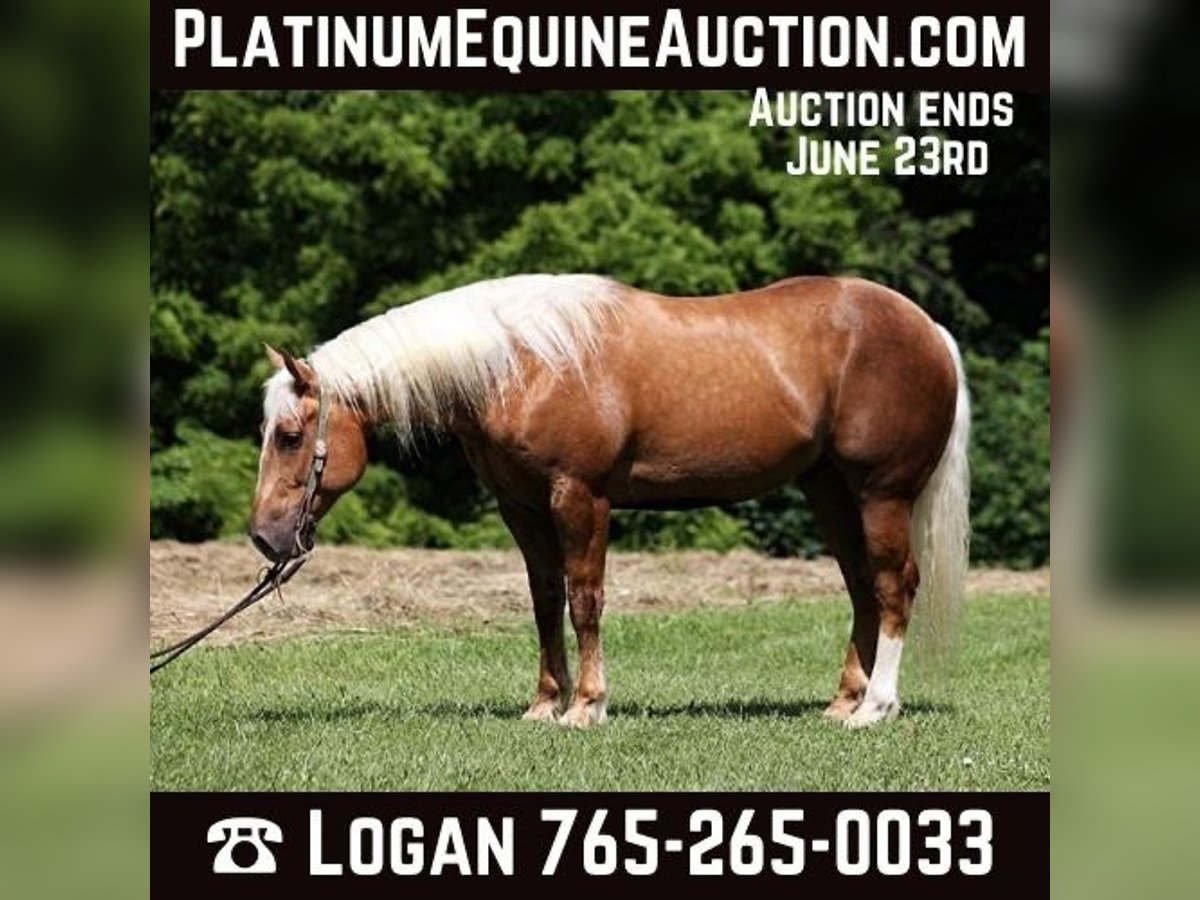Draft Horse Castrone 6 Anni Palomino in Level Green Ky