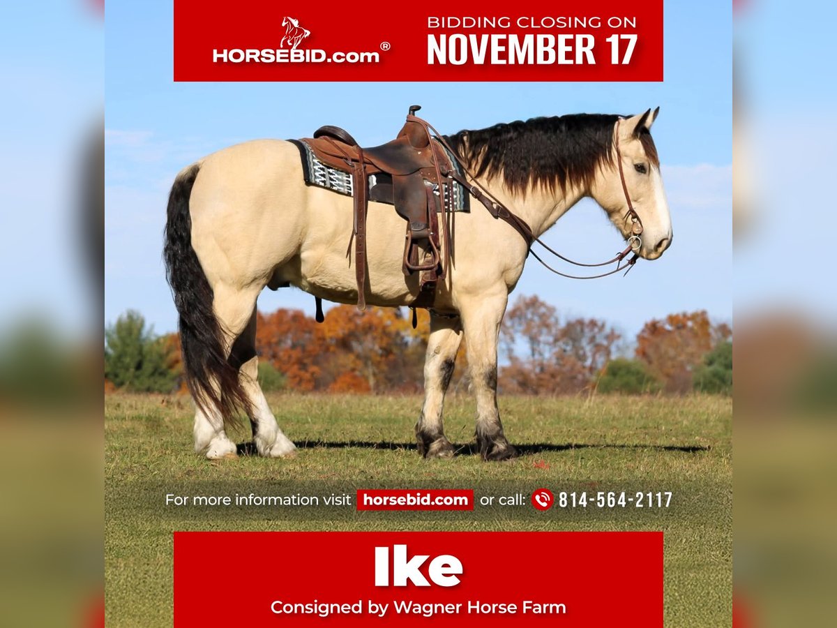 Draft Horse Mix Castrone 7 Anni 157 cm Pelle di daino in Clarion