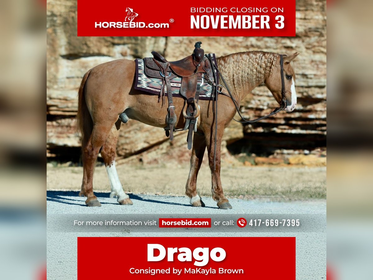 Draft Horse Mix Castrone 7 Anni 157 cm Red dun in Purdy