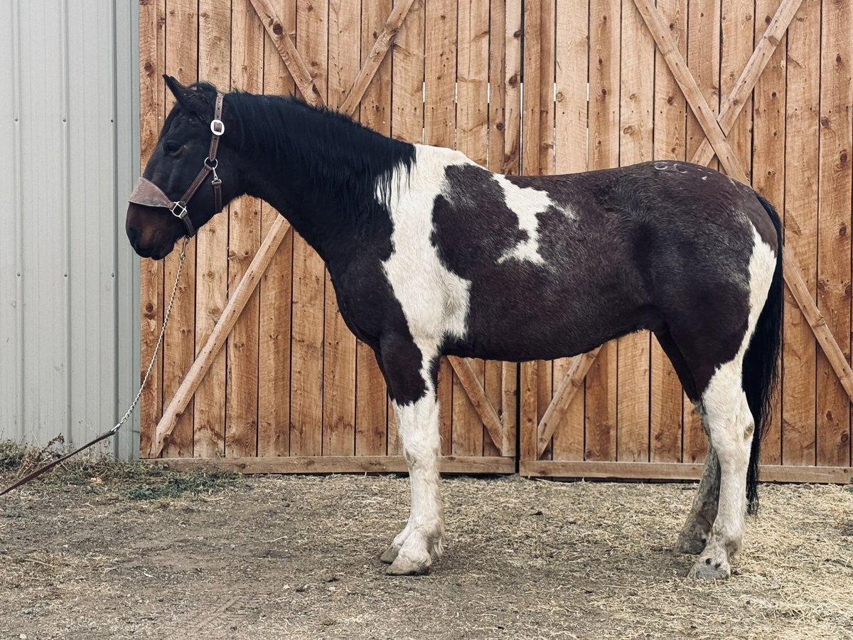 Draft Horse Castrone 7 Anni 160 cm Tobiano-tutti i colori in Fort Collins