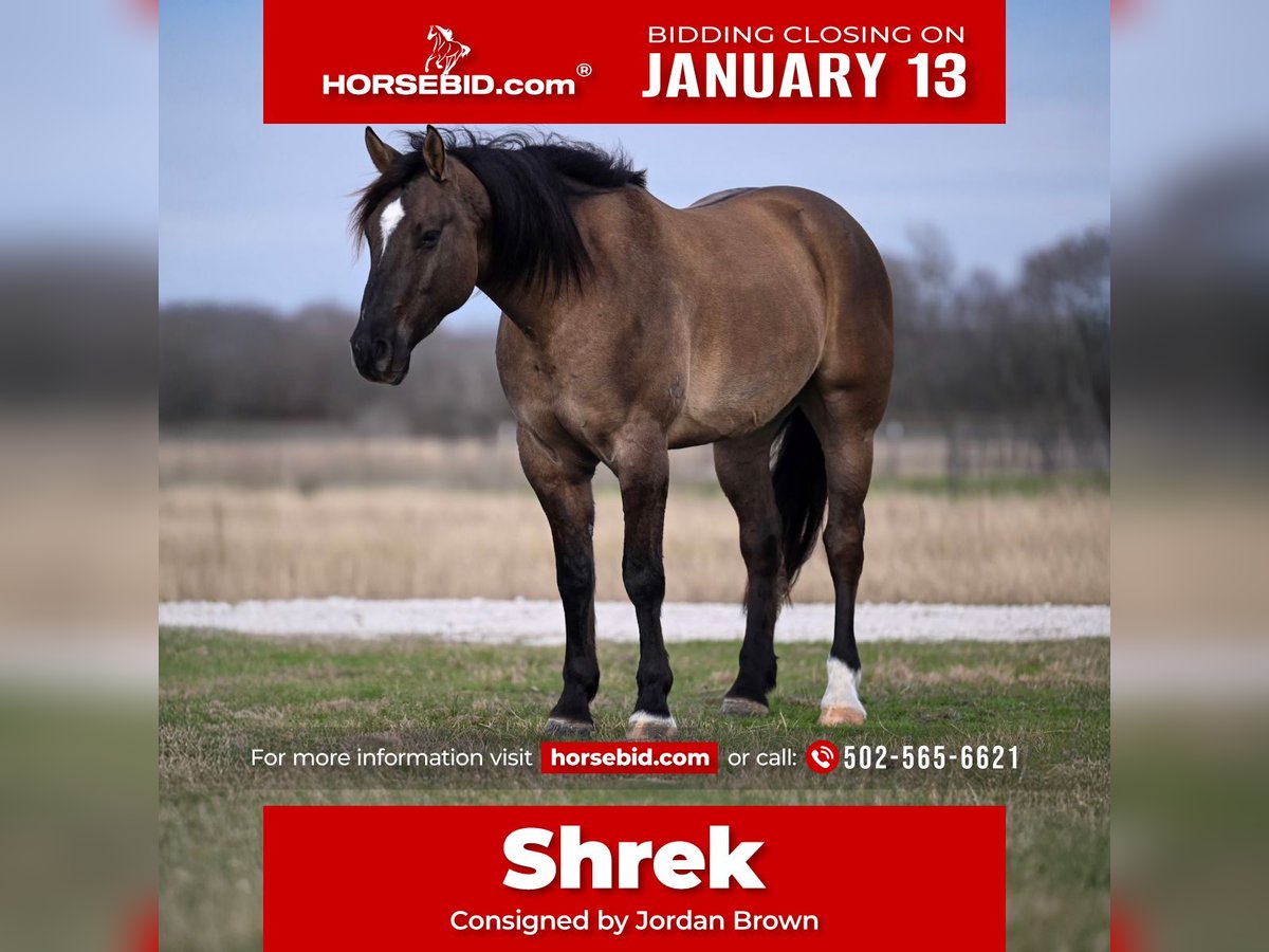 Draft Horse Mix Castrone 7 Anni 163 cm Grullo in Georgetown, TX