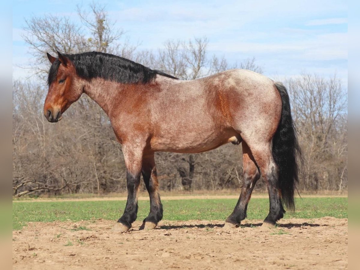 Draft Horse Castrone 7 Anni 165 cm Baio roano in Graham TX