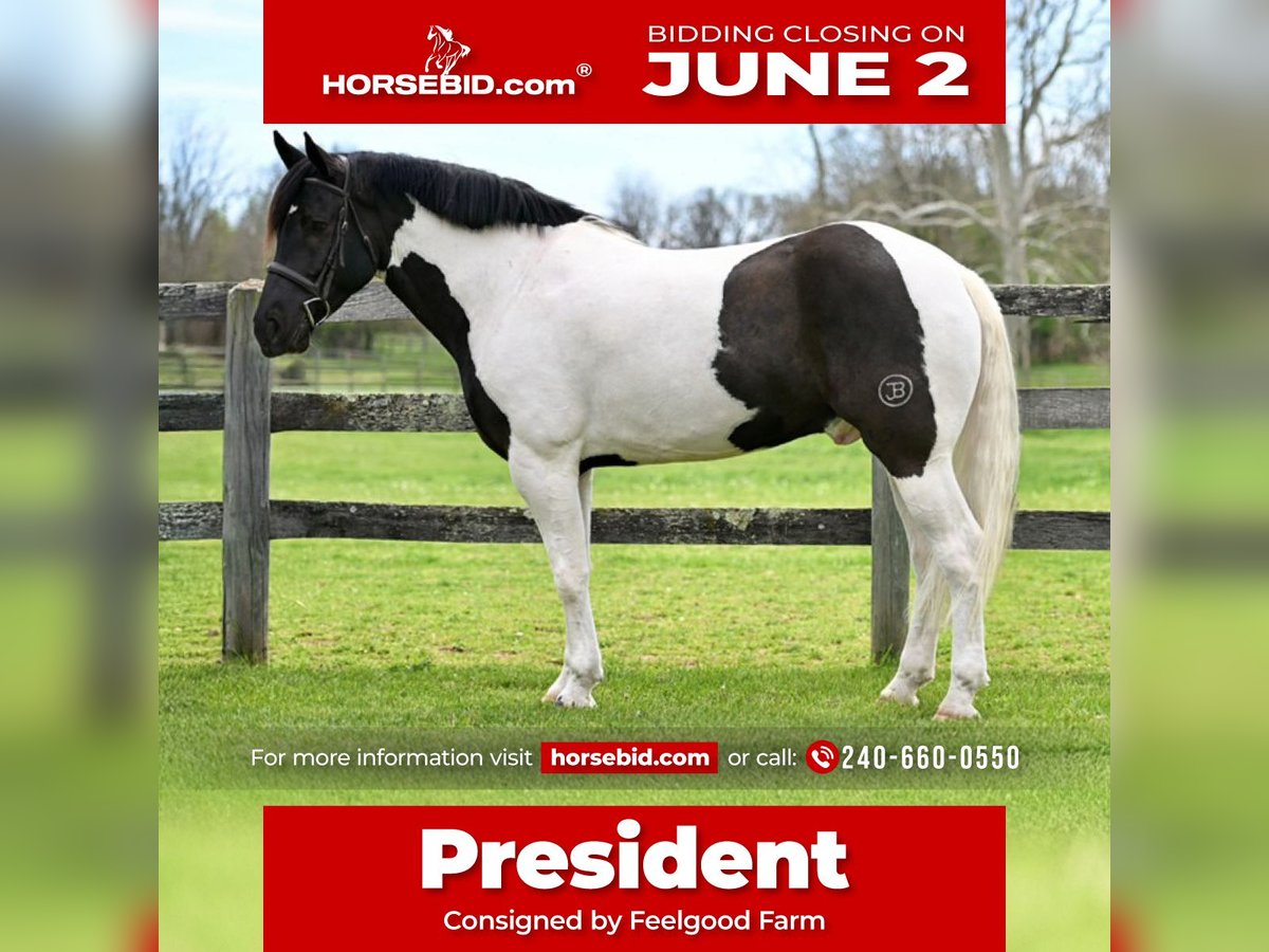 Draft Horse Mix Castrone 7 Anni 165 cm in Tuscarora, MD