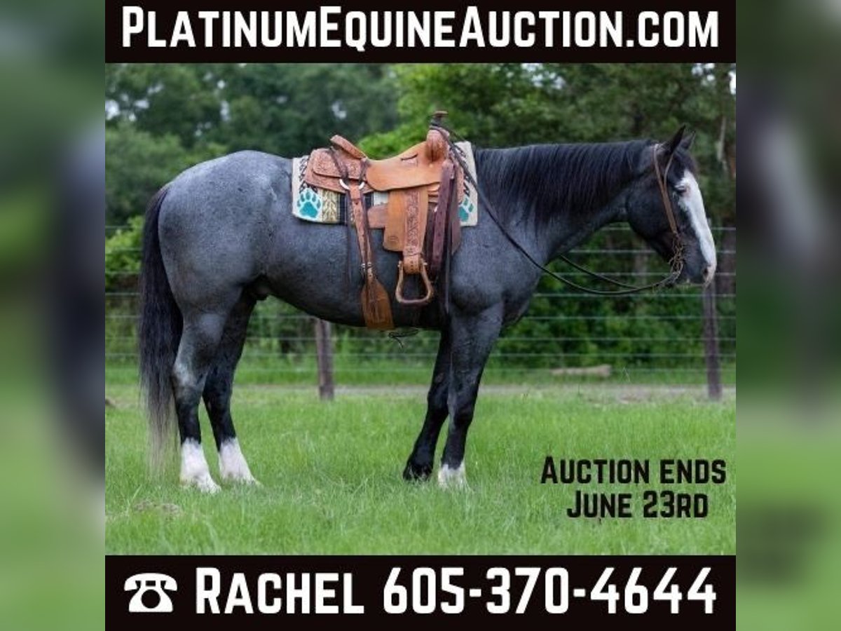 Draft Horse Castrone 7 Anni 165 cm Roano blu in Rusk TX