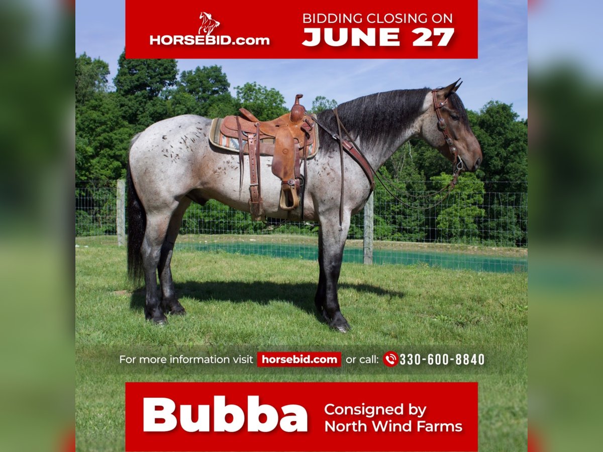 Draft Horse Mix Castrone 7 Anni 168 cm Baio roano in Millersburg, OH