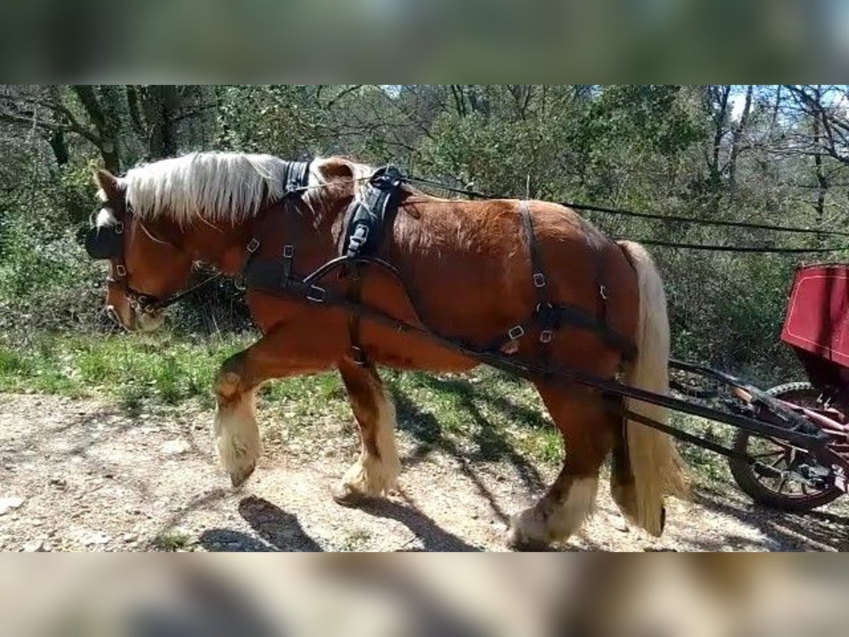 Draft Horse Castrone 8 Anni 160 cm Baio chiaro in Demonte