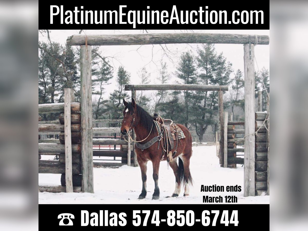 Draft Horse Castrone 8 Anni 160 cm Baio ciliegia in North Judson IN