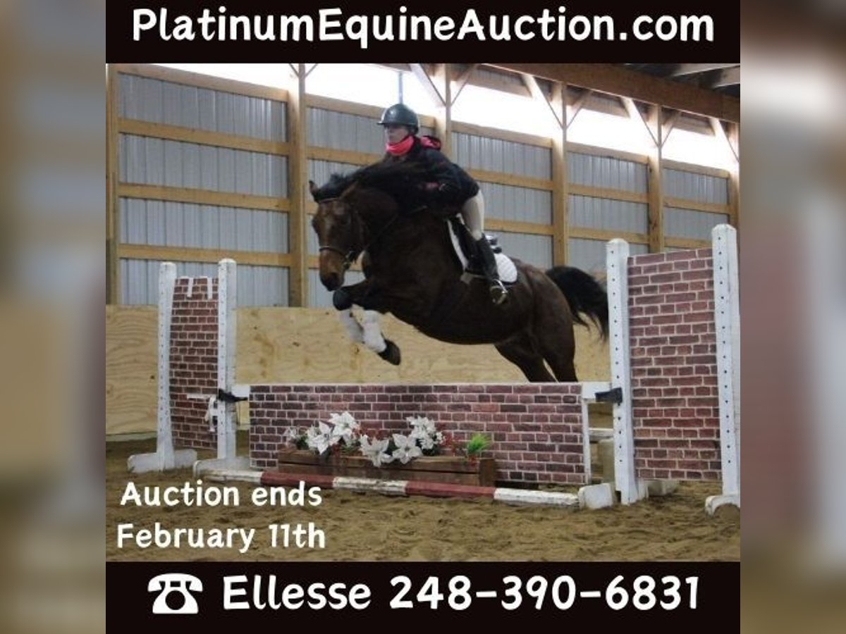 Draft Horse Castrone 8 Anni 163 cm Baio roano in Howell MI