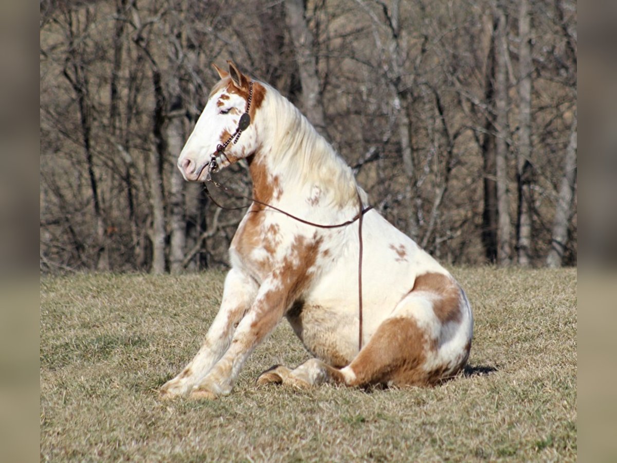 Draft Horse Castrone 8 Anni 163 cm Overo-tutti i colori in Mount Vernon KY