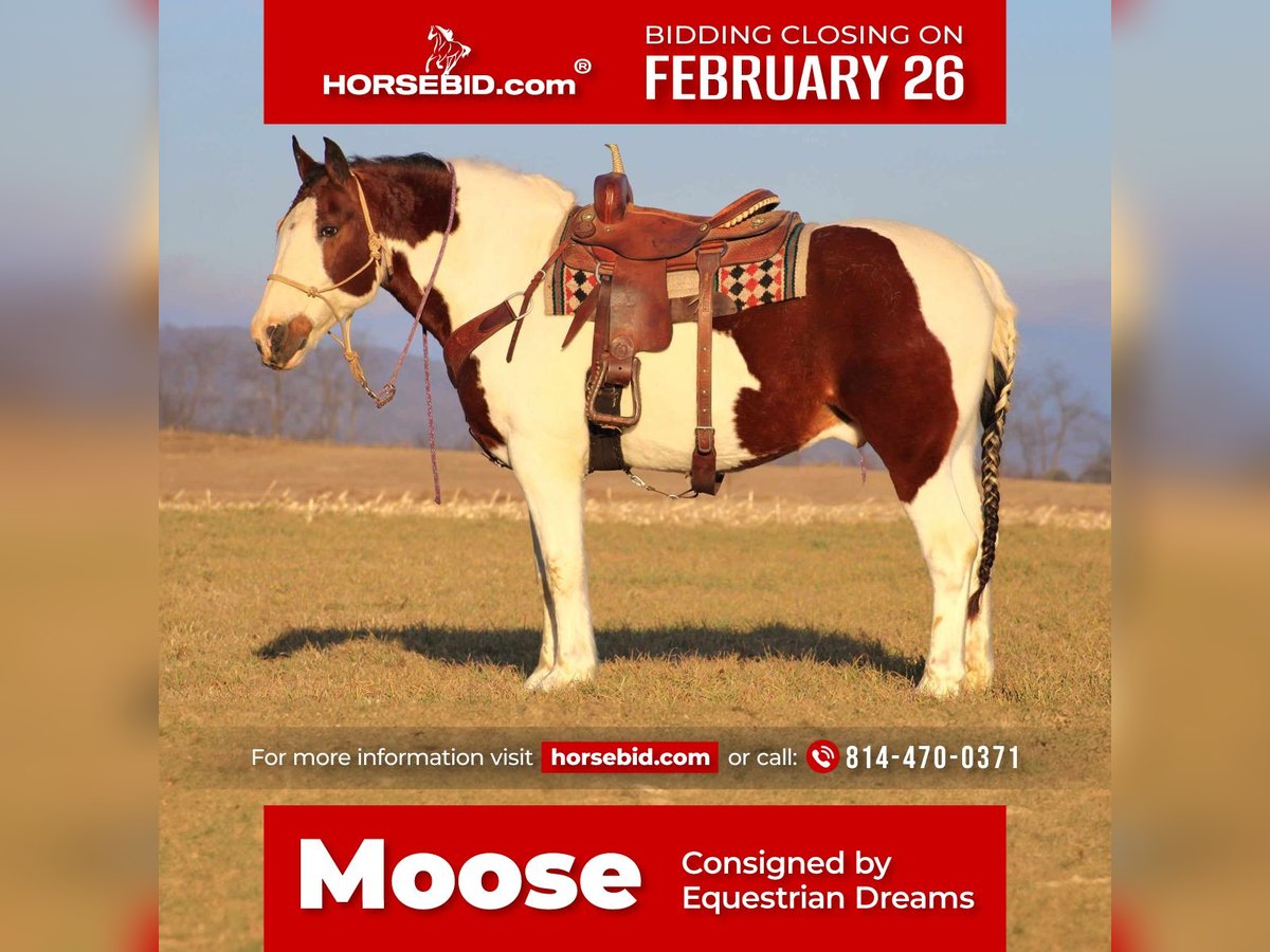 Draft Horse Mix Castrone 8 Anni 163 cm in Rebersburg, PA