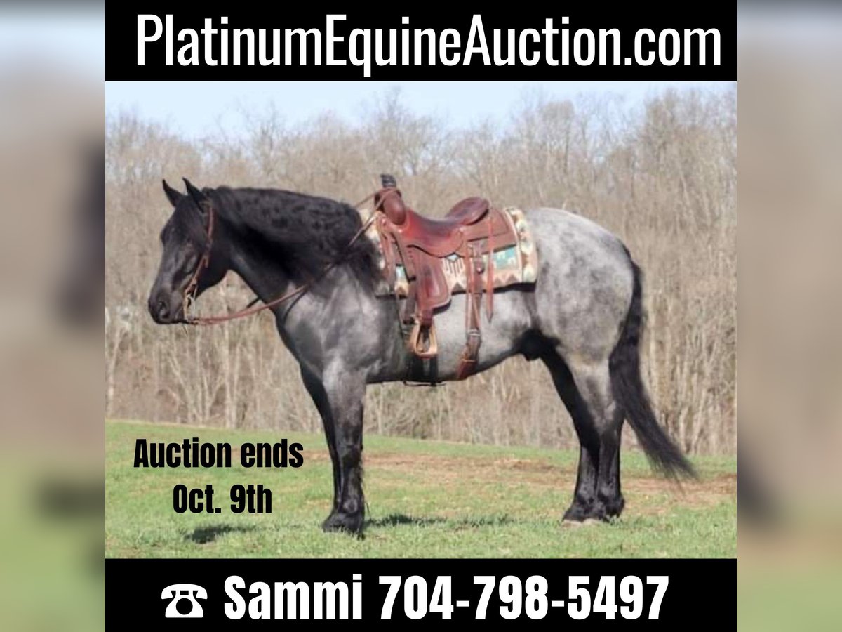 Draft Horse Castrone 8 Anni 165 cm Roano blu in Brookesville KY