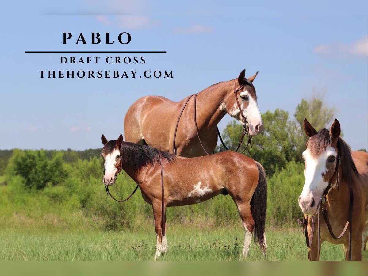 Draft Horse Mix Castrone 9 Anni 147 cm Sabino in Willow Springs, MO