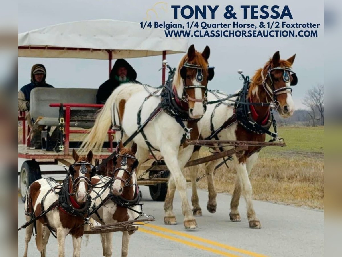 Draft Horse Castrone 9 Anni 152 cm Sauro ciliegia in Sheldon, MO