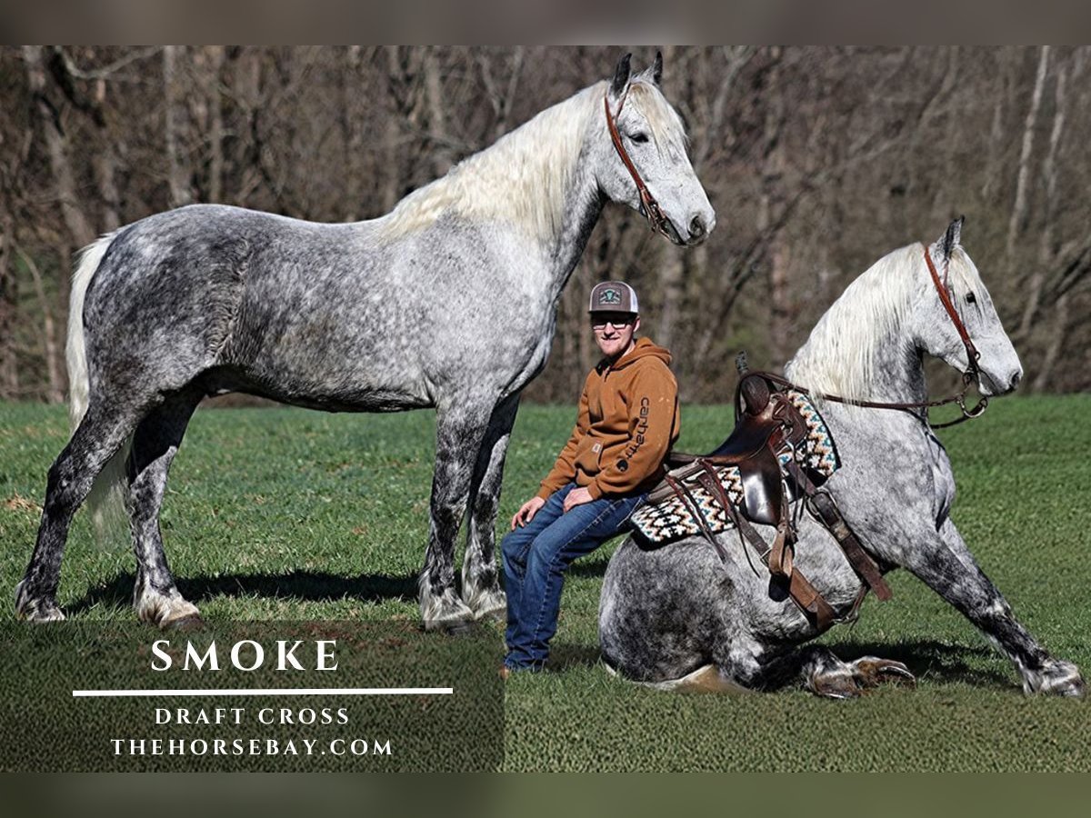 Draft Horse Mix Castrone 9 Anni 157 cm Grigio pezzato in Parkers Lake, KY