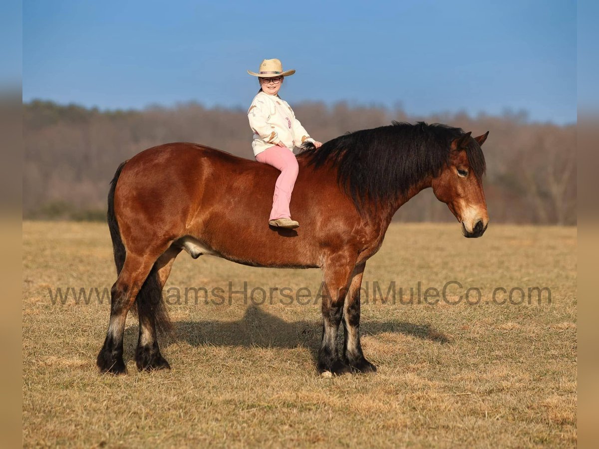 Draft Horse Castrone 9 Anni 163 cm Baio ciliegia in Mount Vernon