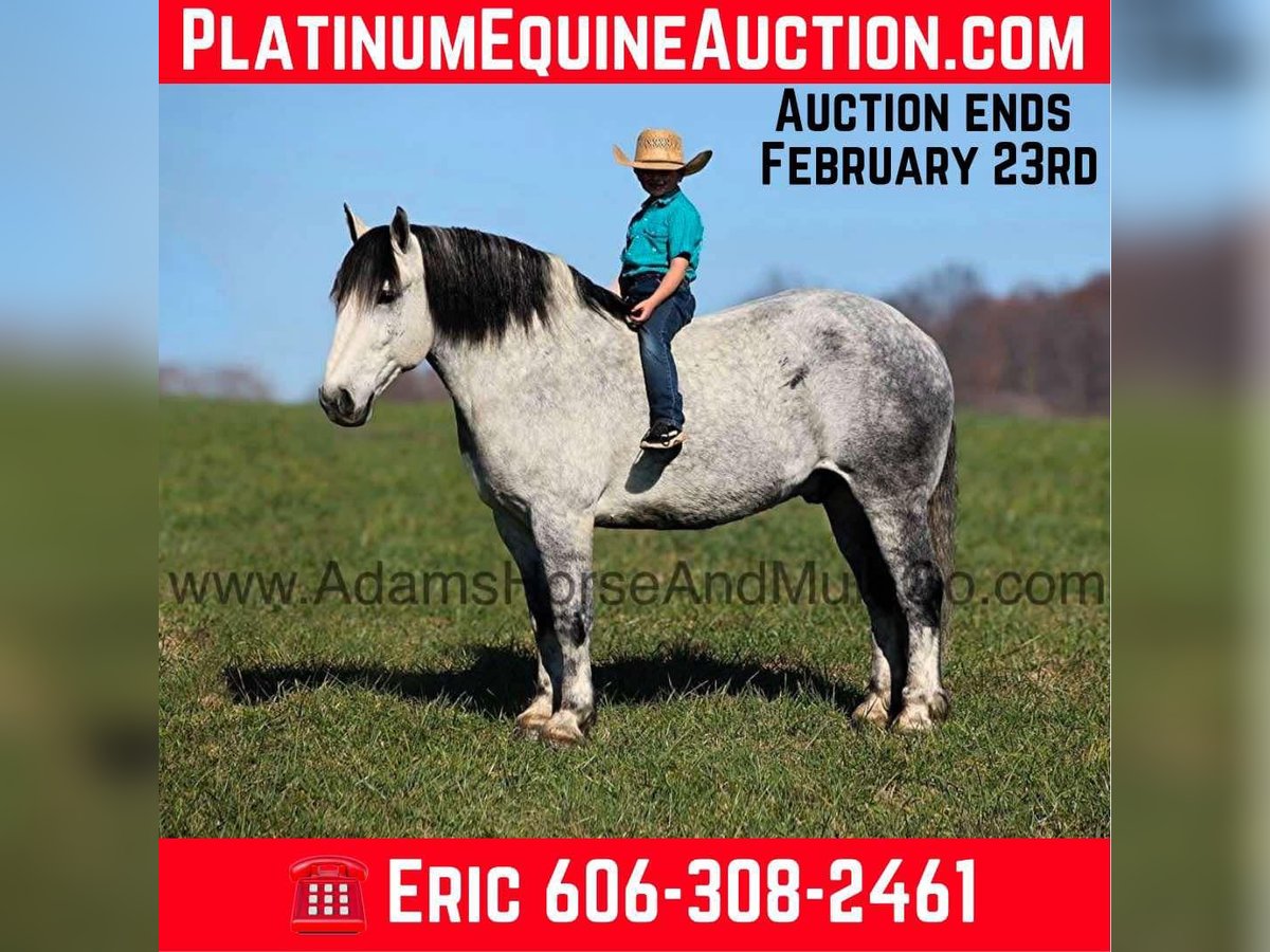 Draft Horse Castrone 9 Anni 163 cm Grigio pezzato in Mount Vernon, KY