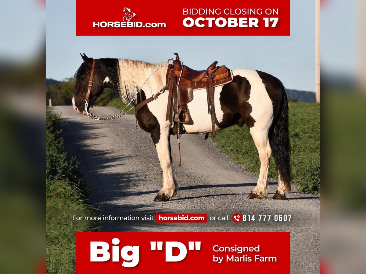 Draft Horse Mix Castrone 9 Anni 168 cm in Rebersburg, PA
