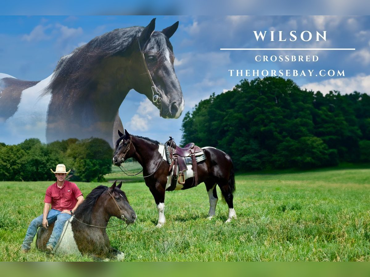 Draft Horse Mix Castrone 9 Anni 170 cm Morello in Somerset, KY