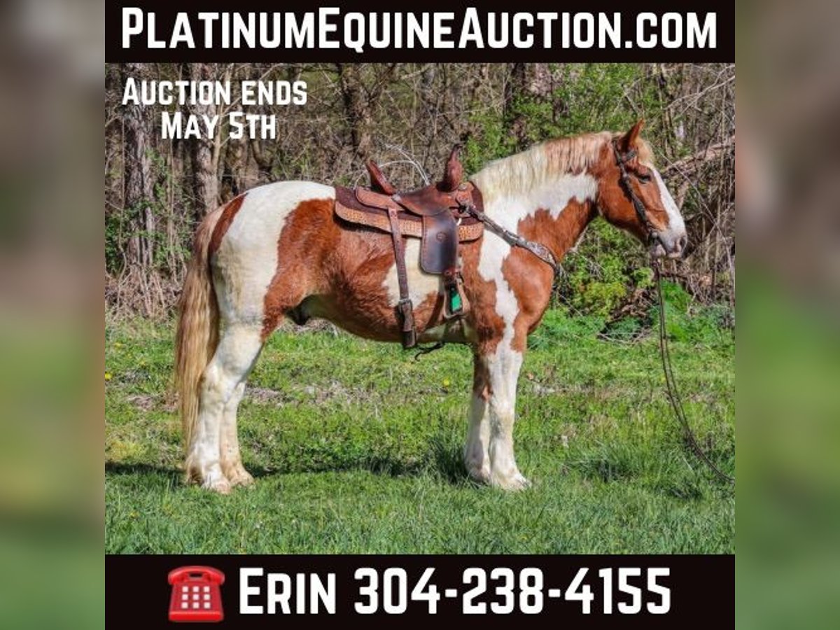 Draft Horse Gelding 10 years 16,1 hh Chestnut in Flemingsburg, KY